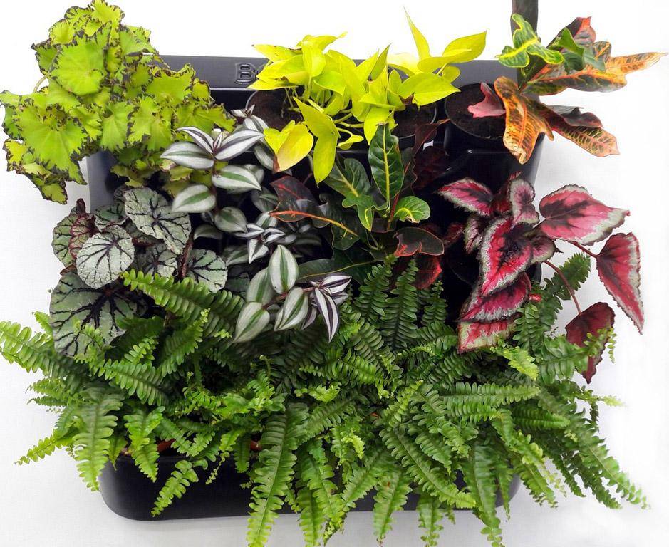 Выращивание декоративно-лиственных ароидных растений дома