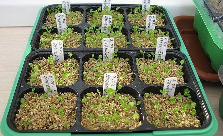 Выращивание примулы: размножение, посадка, уход. азы успешного выращивания примулы для начинающего цветовода