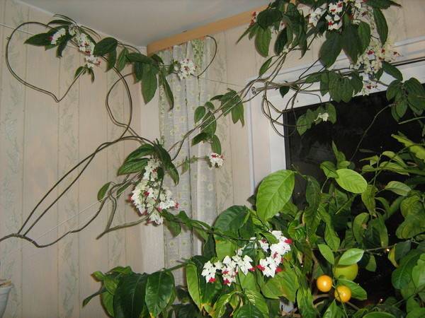 Цветок клеродендрум: уход и размножение в домашних условиях