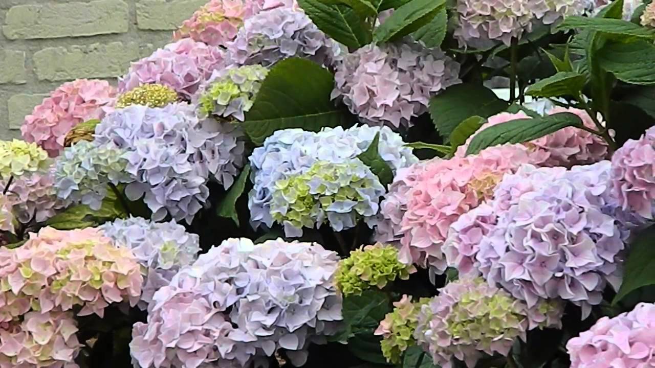 Гортензия розовая крупнолистная и другие сорта цветка: описание растений, особенности выращивания и ухода