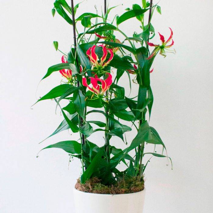 Растение глориоза: выращиваем дома