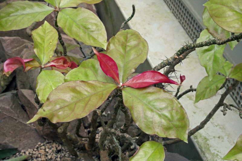 Гордость коллекции суккулентов — листовой кактус переския годсеффа: фото, описание, выращивание дома