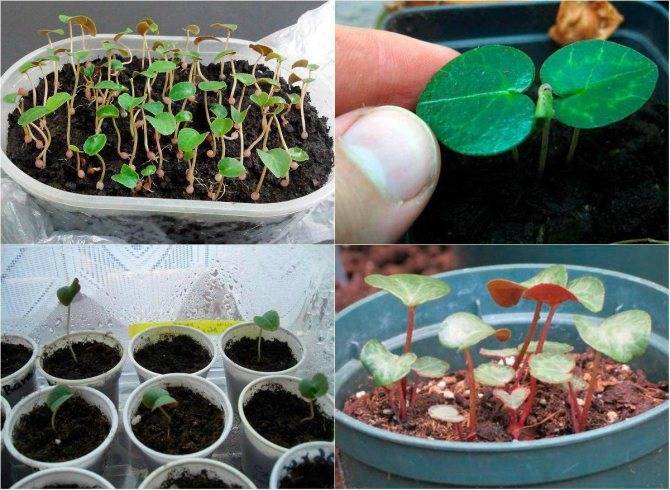 Цикламен из семян — как вырастить дома