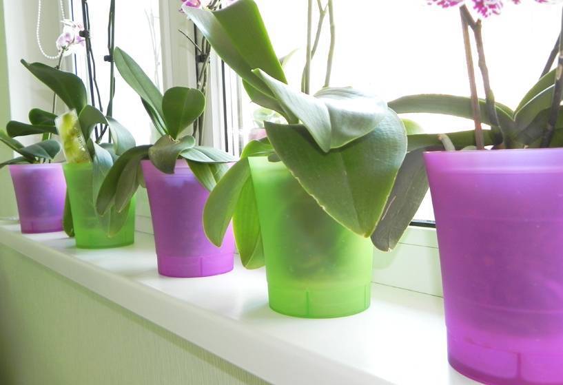 Во что можно сажать орхидею и какой горшок выбрать: стеклянный, глиняный или пластиковый, как и куда правильно пересаживать цветок