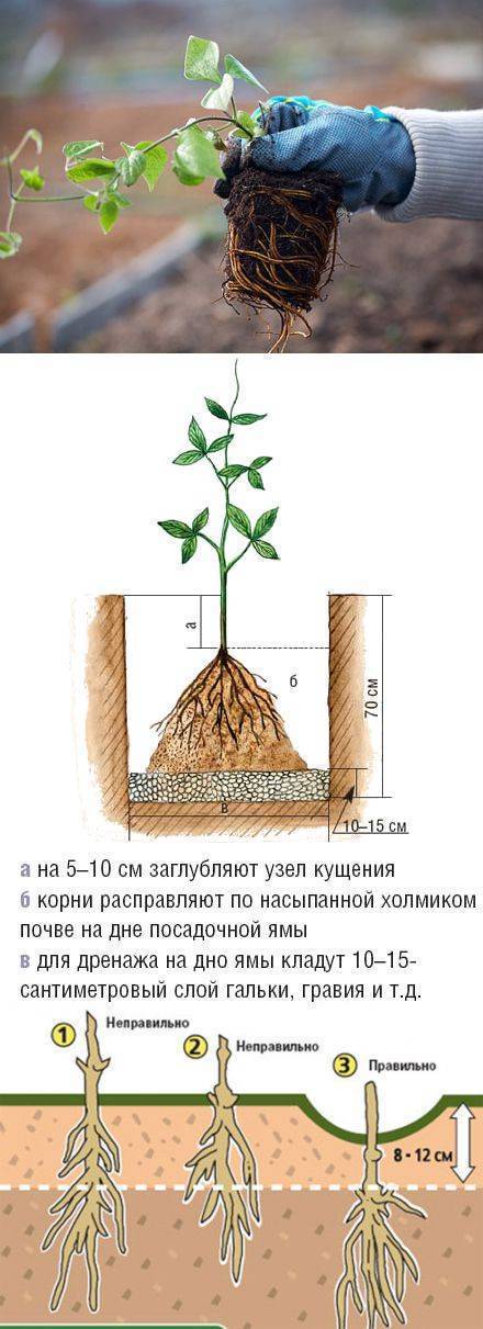 Клематис - посадка и уход в открытом грунте, фото, видео, выращивание из  семян