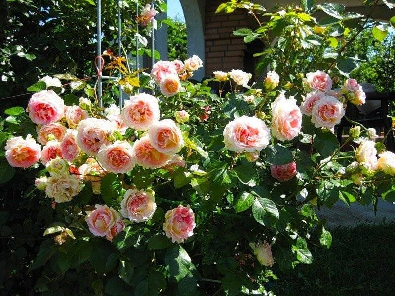 Плетистая роза: посадка и уход в первый жизни
