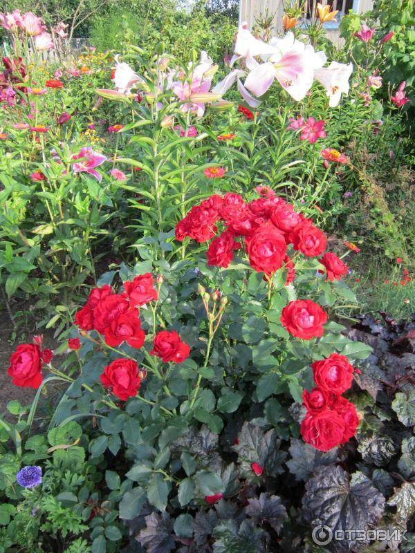 Описание многолетней розы сорта нина вейбул: выращивание кустарника, как посадить