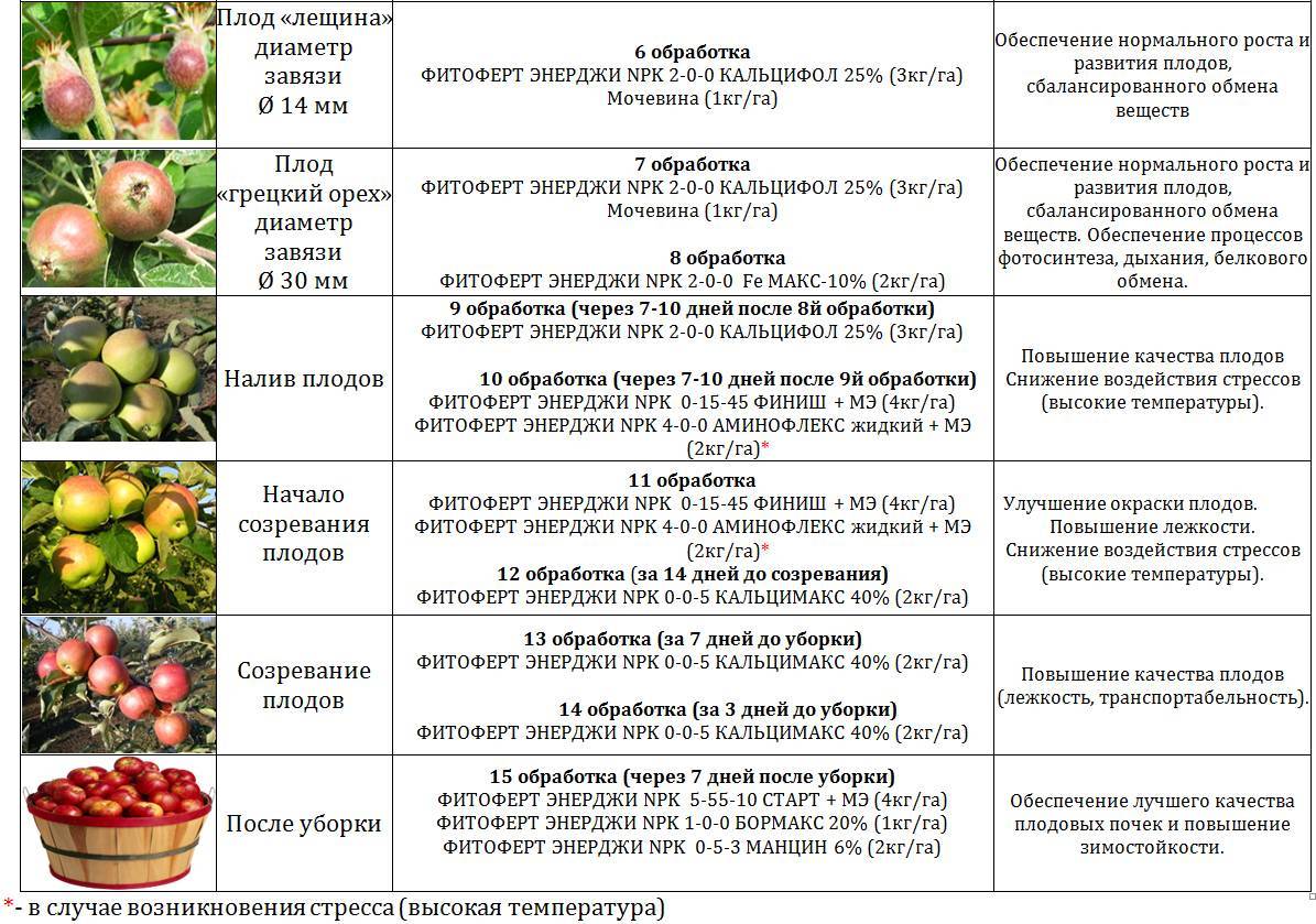 Сорт крыжовника колобок: описание, характеристики, посадка и выращивание