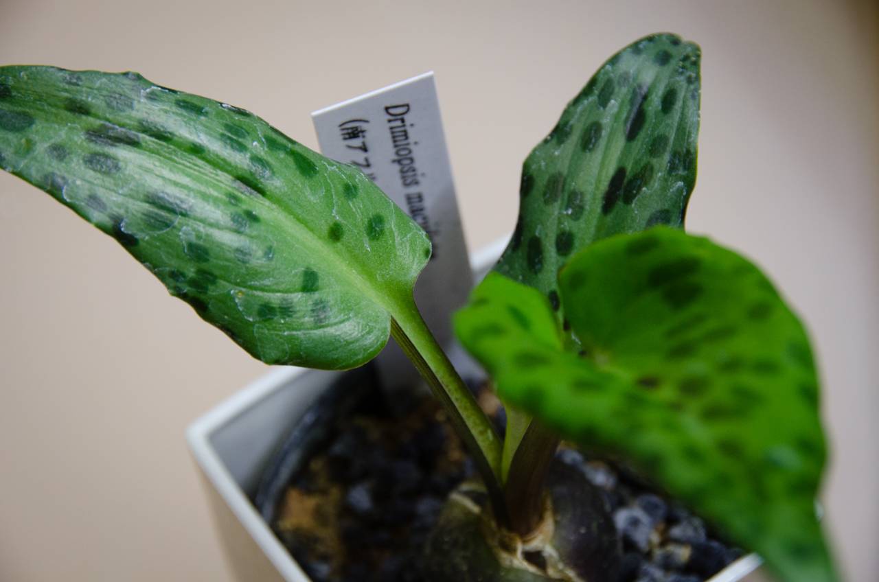 Дримиопсис пятнистый вариегатный и кирка: фото растения, уход за ним в домашних условиях