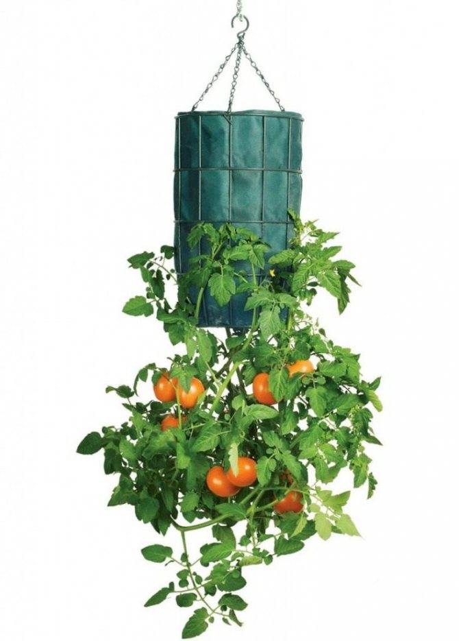 Томаты вверх корнями - необычный способ выращивания томатов головой вниз, ногами вверх