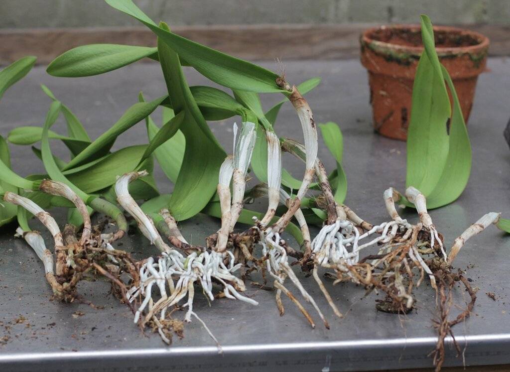 Как размножить орхидею в домашних условиях детками, цветоносом