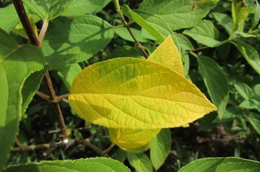 Почему у гортензии желтеют листья причины и способы их устранения