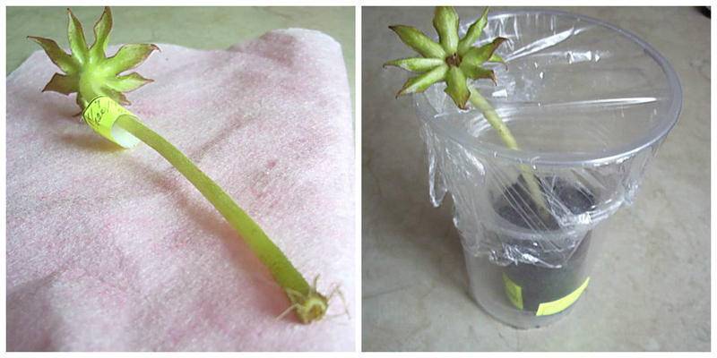 Условия появления детки орхидеи на цветоносе и как ее вырастить