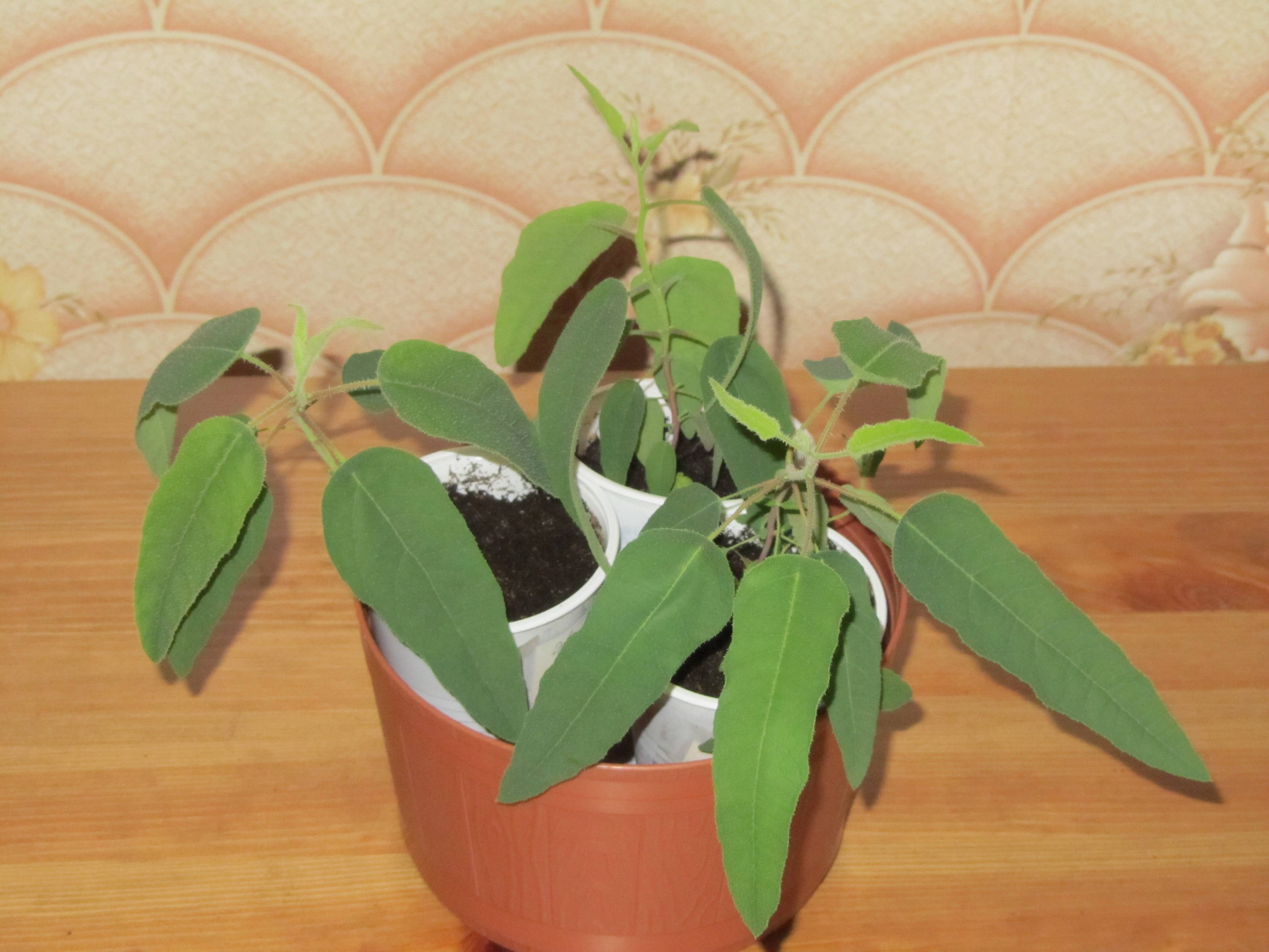 О выращивании эвкалипта лимонного как комнатное растение, дома в горшке