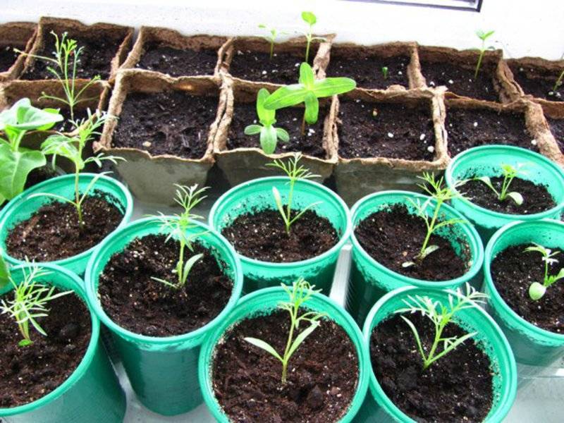 Клеома: как посадить и ухаживать за растением в открытом грунте