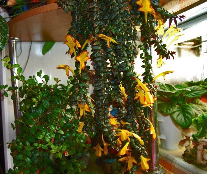 Комнатный цветок колумнея: виды и сорта на фото, уход и выращивание растения в домашних условиях