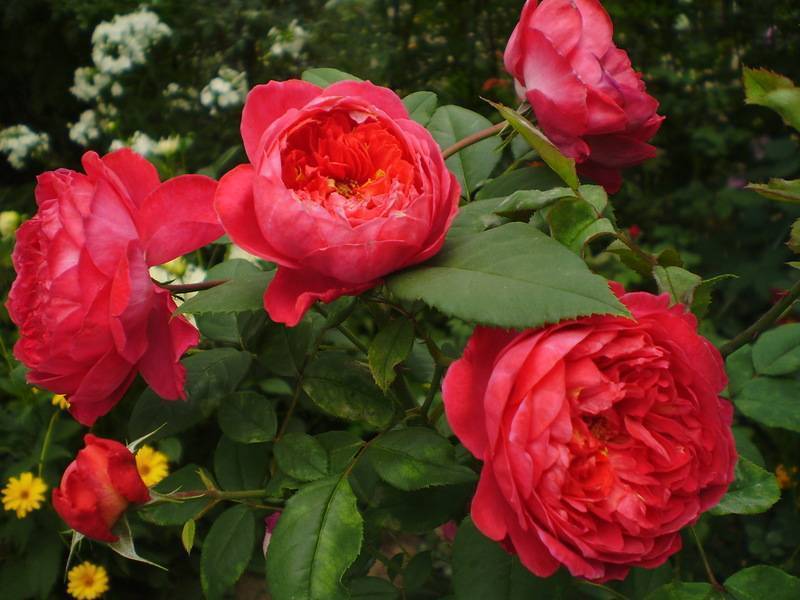 Английская роза benjamin britten (бенжамин бриттен): куст и клаймер