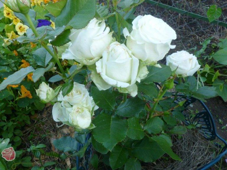 Роза аваланж: выращивание и уход, как выглядит и чем отличается от других