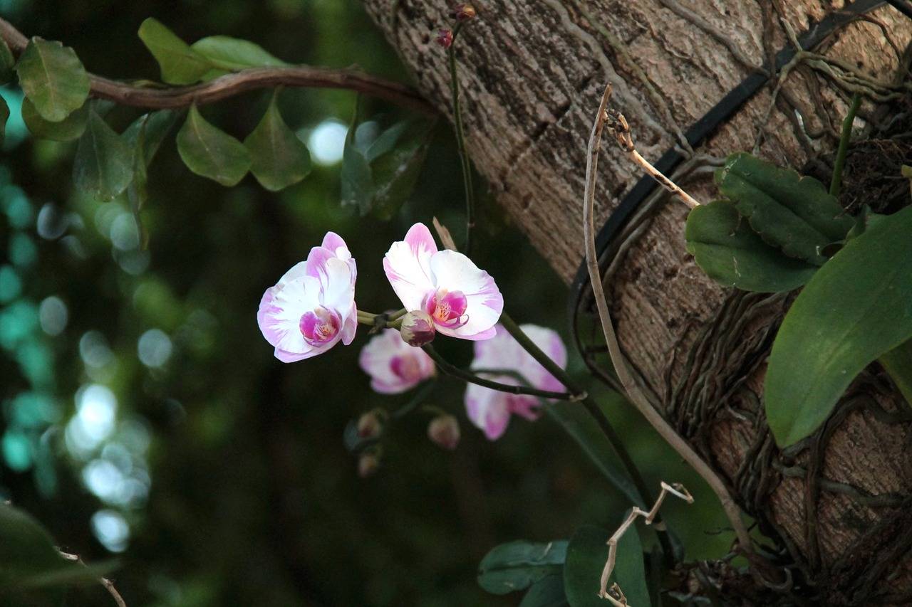 Фаленопсис в естественной среде – как растут орхидеи в природе?