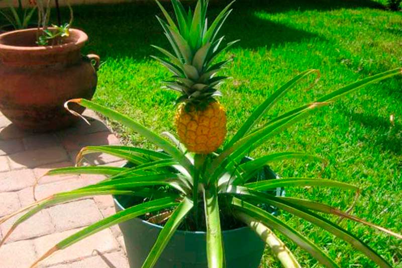 Как хранить ананас дома: спелый, недозрелый, консервированный и нарезанный, лучшие способы