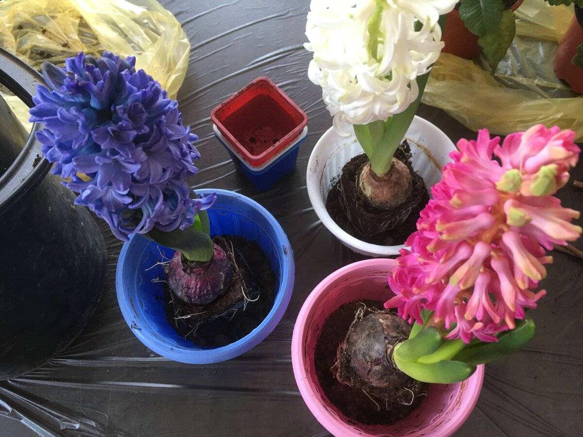 Что делать с гиацинтом дома, когда цветок отцвел