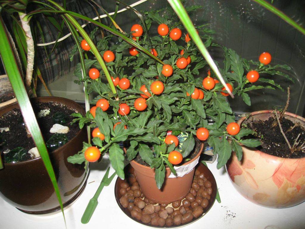 Растение соланум с декоративным урожаем: как вырастить многолетник в домашних условиях
