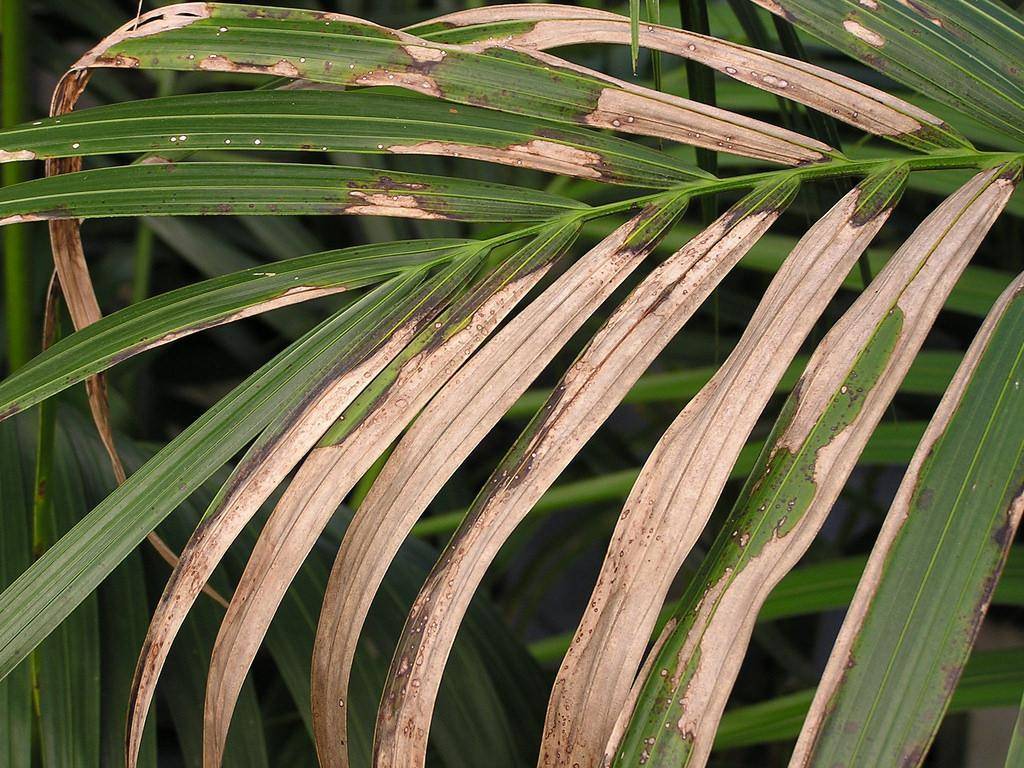 Комнатные пальмы: виды, выращивание и уход в домашних условиях