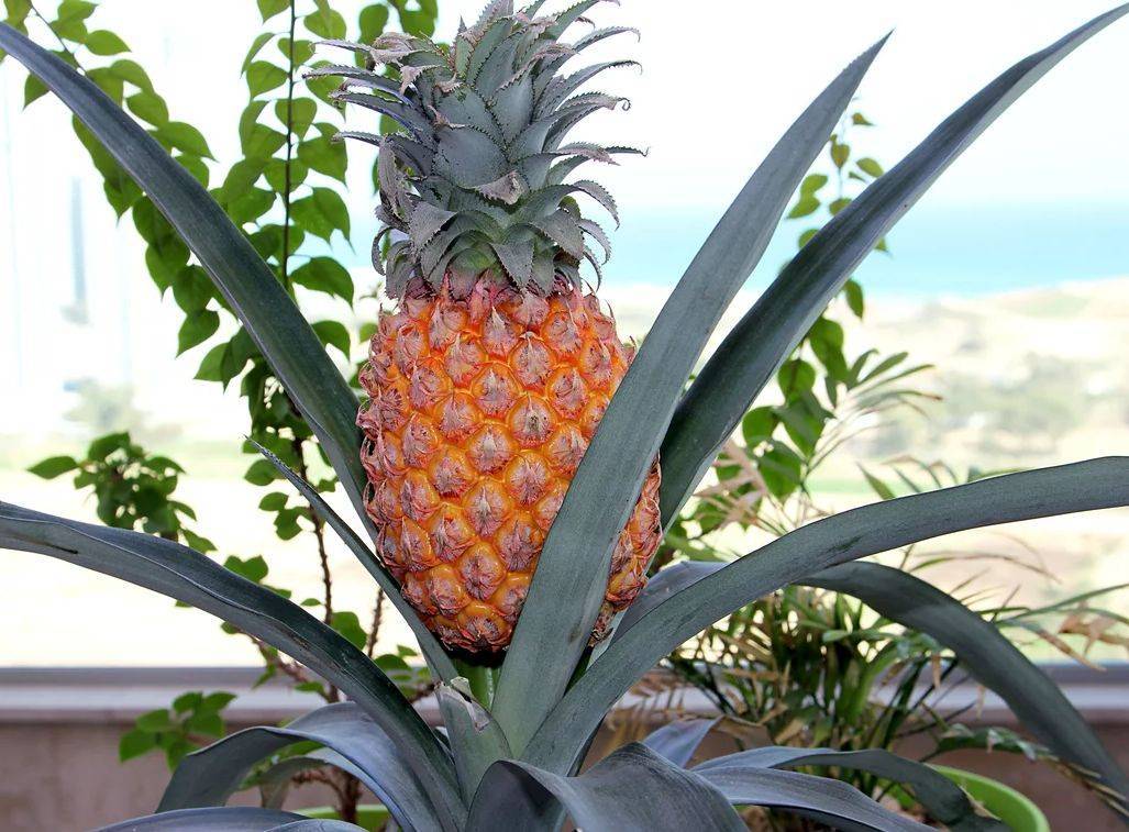 Как посадить ананас из верхушки в домашних условиях пошагово фото видео