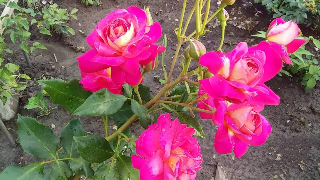 Роза мидсаммер: история и описание сорта, особенности посадки и ухода, отзывы дачников + применение в дизайне сада