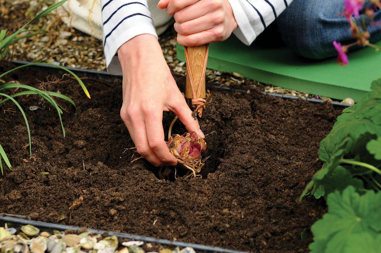 Агротехника выращивания калистегии в открытом грунте: как ухаживать, удобрять