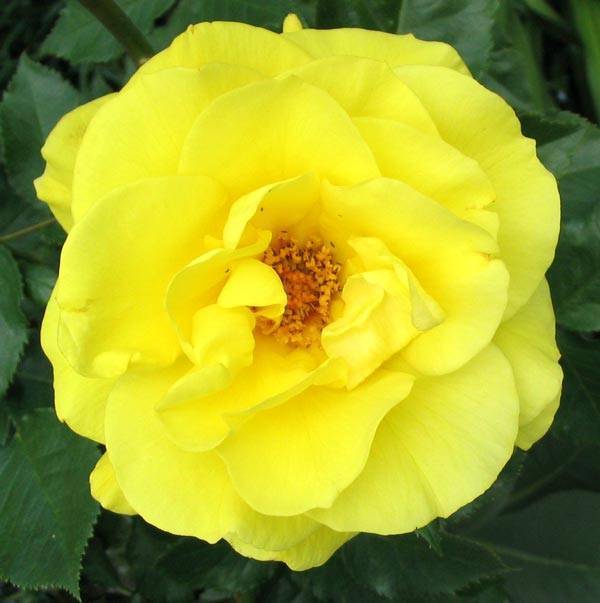 Популярный сорт розы типа флорибунда фрезия: выращивание жёлтого гибрида
