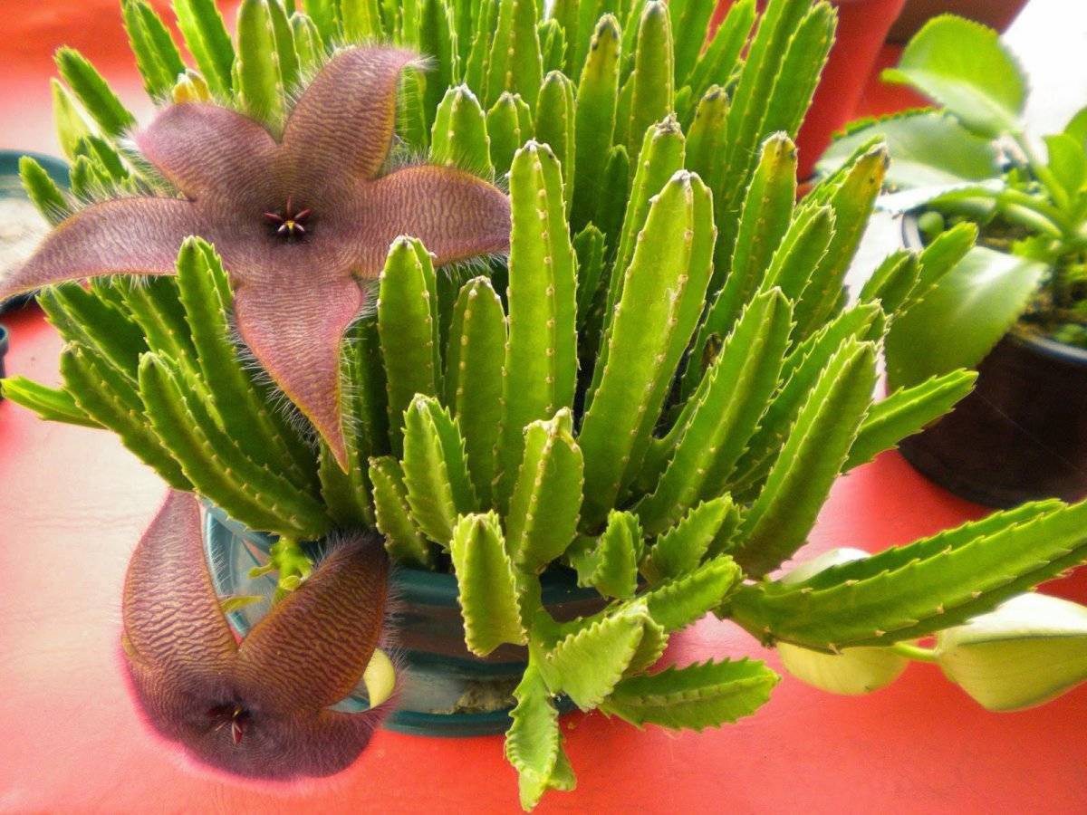 Эспостоа пушистый кактус, уход и разновидности | flowery-blog