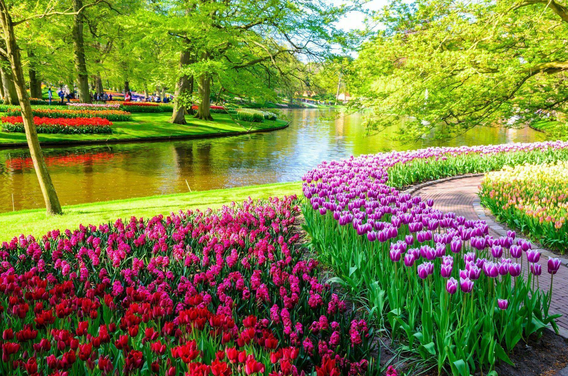 Парк кёкенхоф — королевство весенних луковичных в голландии