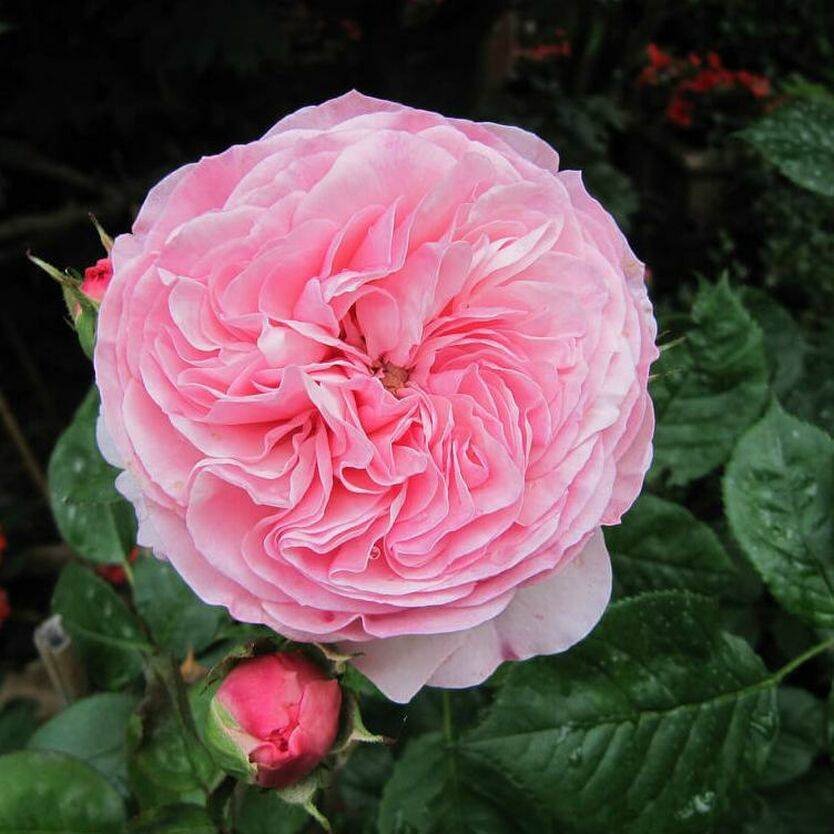 Роза мария терезия (maria theresia) — описание культуры