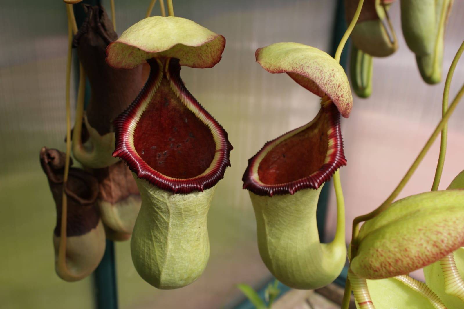 Цветок венерина мухоловка: приметы и суеверия, как вырастить из семян, чем кормить это хищное растение в домашних условиях