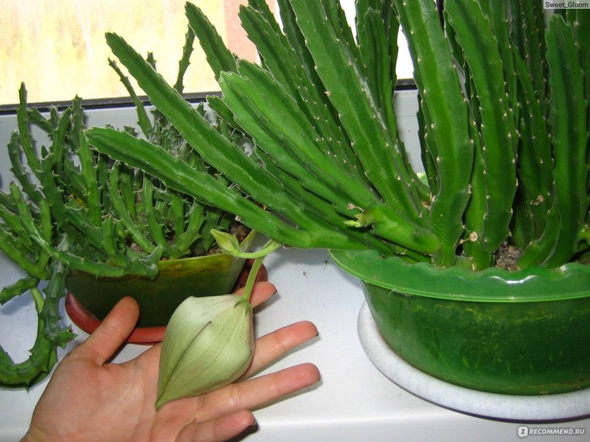 Стапелия: правила ухода за растением в домашних условиях, как и когда поливать, фото, интересные факты