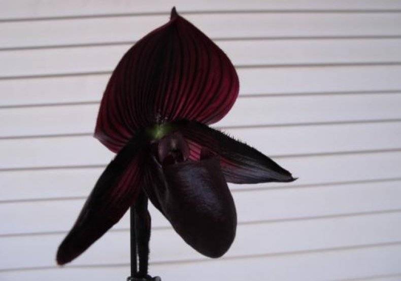 Орхидея черный принц и другие сорта темного цвета с белыми и иными вкраплениями: уход за этими цветами в горшке, вредители и болезни, фото