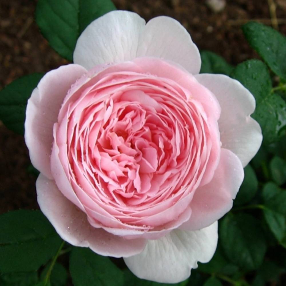 Роза английская парковая квин оф свиден описание, фото