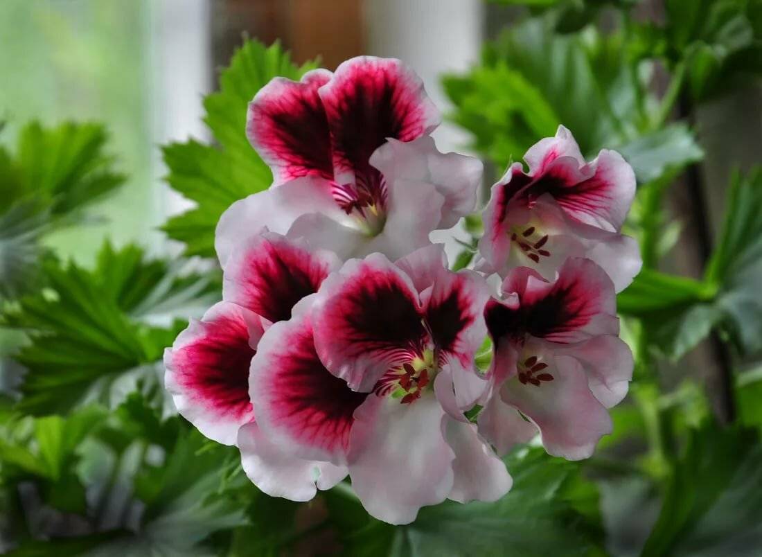 Цветок пеларгония королевская – уход в домашних условиях: размножение пеларгонии королевской черенками