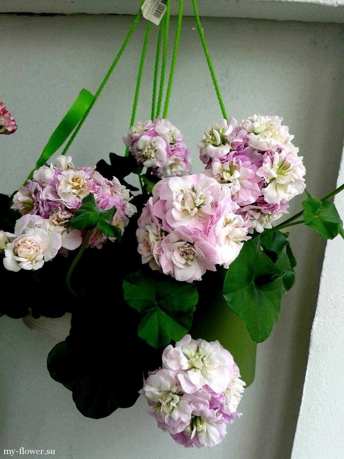 Пеларгония пак вива розита - описание сорта и особенности ухода