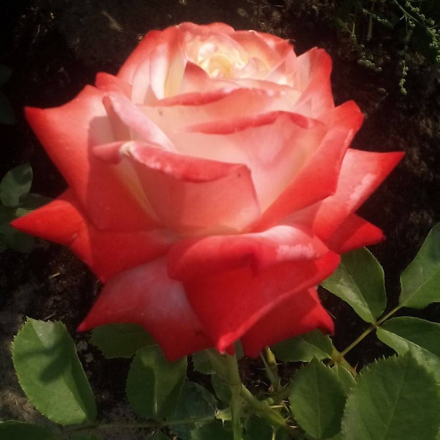 ✅ роза императрица фото и описание и уход. роза императрица фарах, описание сорта, особенности посадки и выращивания