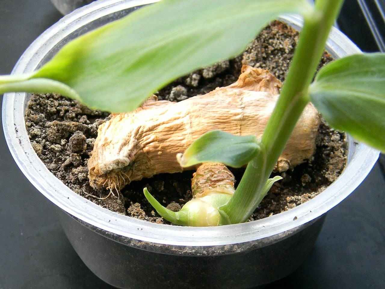 Как вырастить имбирь: где посадить, выращивание из корня и семян