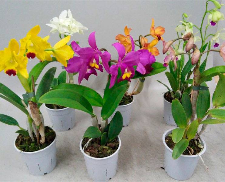 Орхидея каттлея: уход в домашних условиях, размножение и пересадка