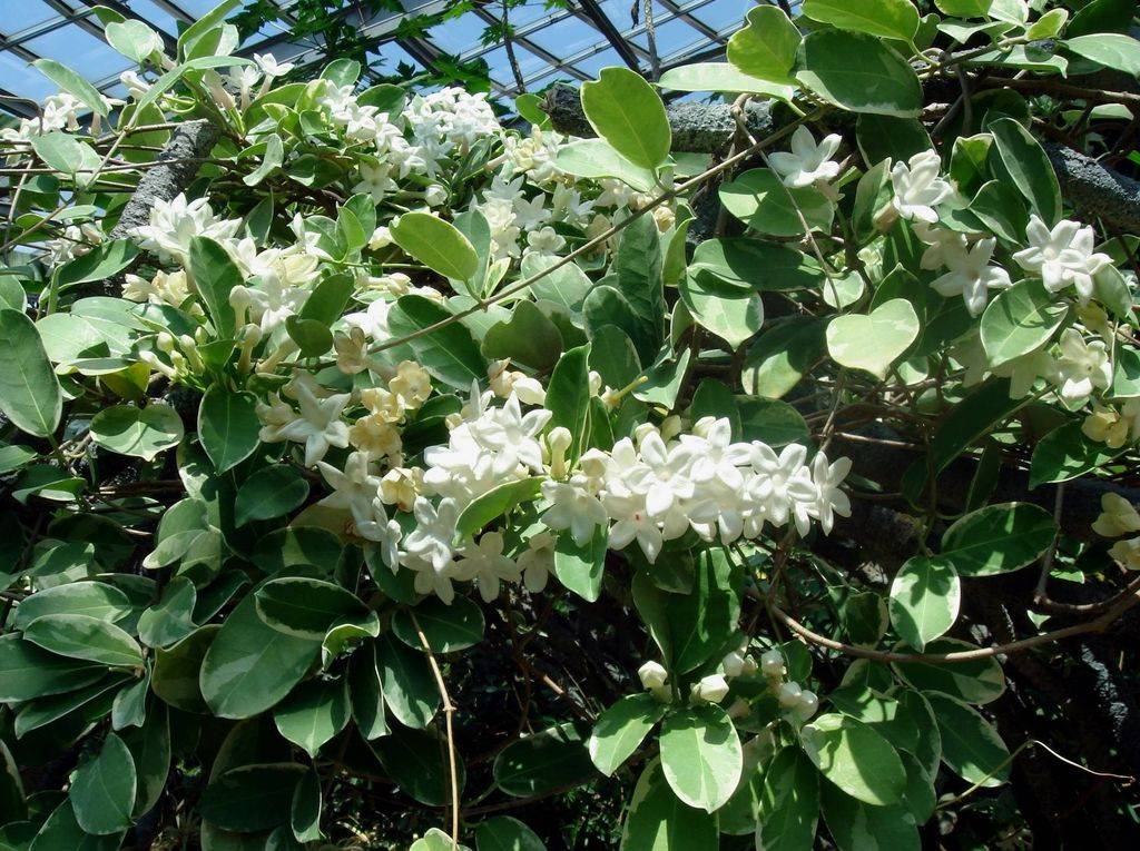 Стефанотис мадагаскарский жасмин: комнатные цветы на фото, правила посадки и ухода в домашних условиях