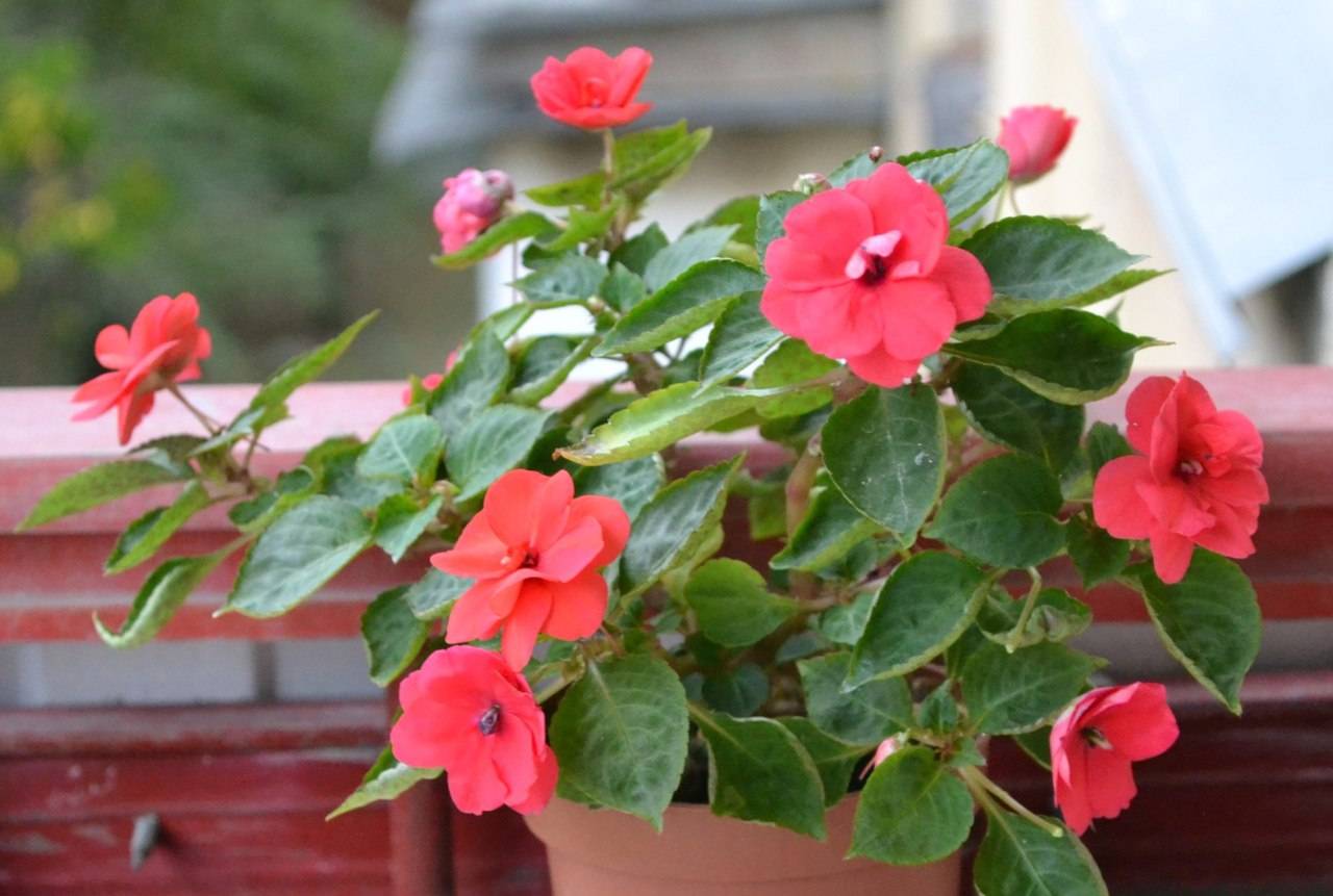 Ванька мокрый цветок - уход в домашних условиях, болезни и почему опадают листы