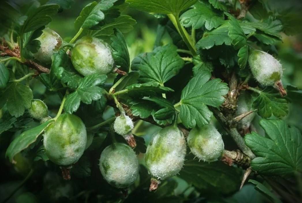 Чем обработать крыжовник от белого налета на ягодах: химические вещества и препараты, народные средства