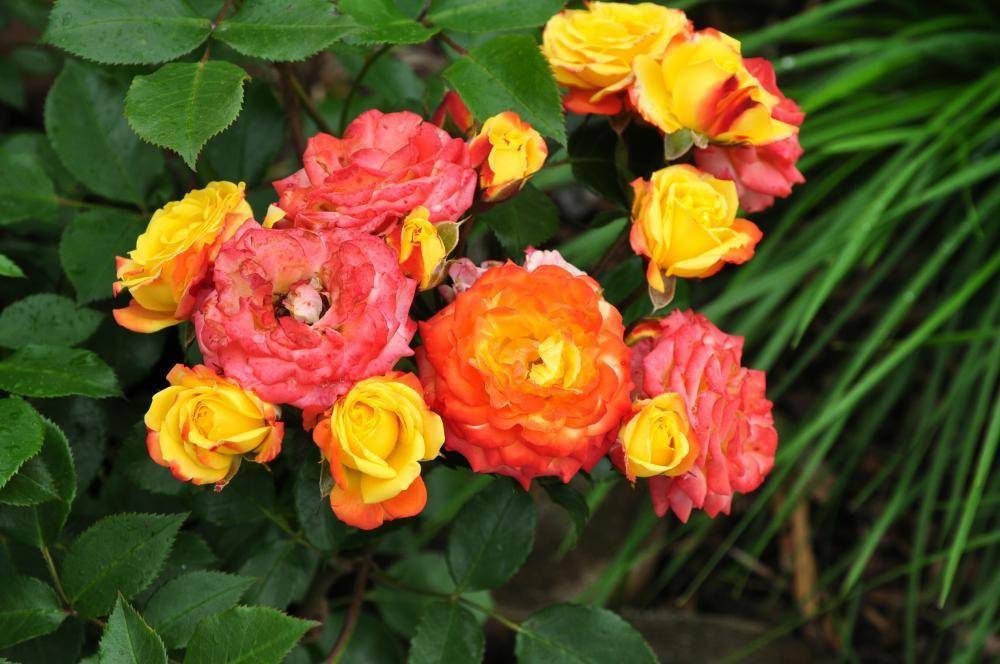 Плетистая роза "румба клайминг" (описание сорта, отзывы, уход, посадка, фото)