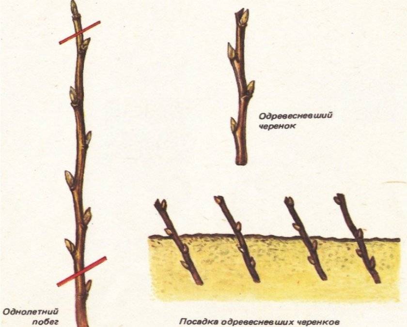 5 разных способов, которыми размножается жасмин и 8 полезных советов, как его выращивать