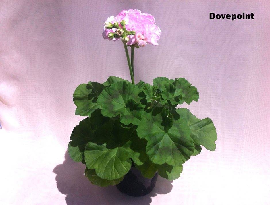 Пеларгония махровая: сорта - фиолетовая, белая, ангел, особенности размножения из семян, уход в домашних условиях, фото цветкадача эксперт