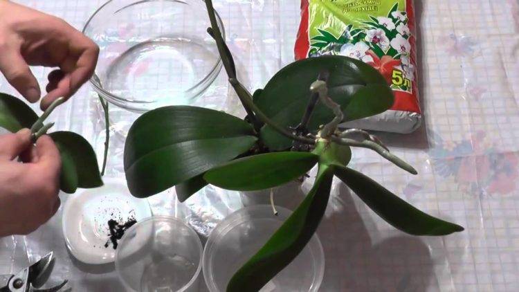 Орхидея фаленопсис: размножение и уход. размножение орхидеи детками